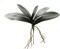 12-Pack: 17" Phalaenopsis Orchid Foliage Cluster Pick , Floral Home by Artificial Flowers
